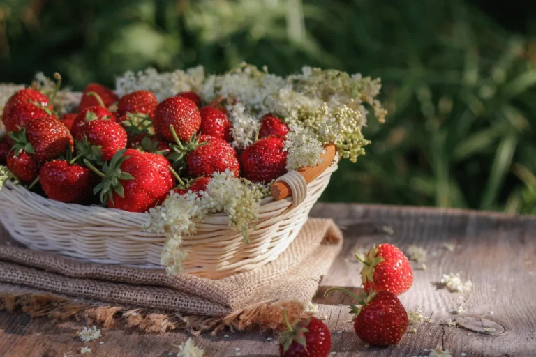 Plantez des fraises.
