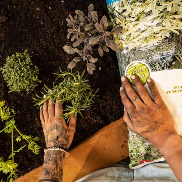 Des mains pour planter des herbes aromatiques dans un carré d'herbes aromatiques avec du terreau bio de Terre Suisse