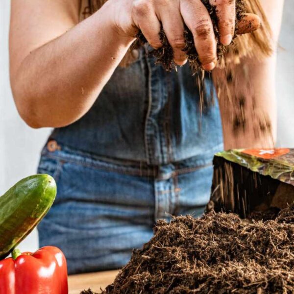 Terriccio organico per letti rialzati per piantare cetrioli e peperoni.