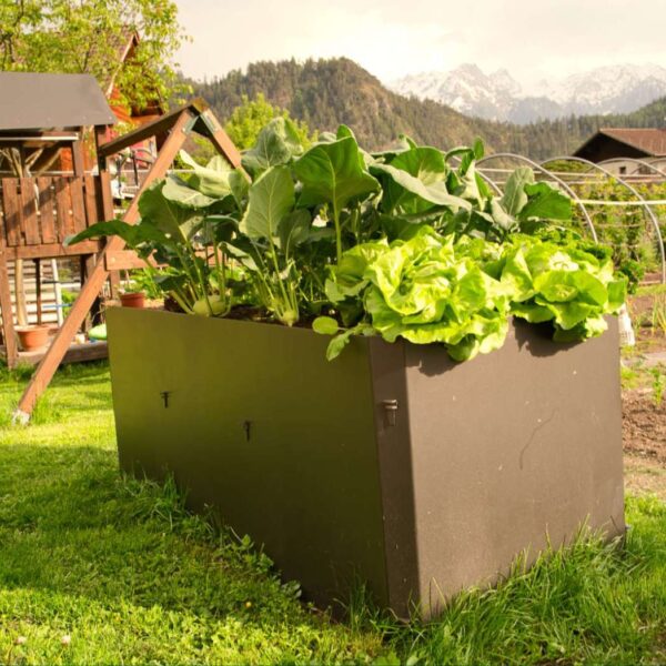Hochbeet gefüllt mit Terre Suisse Erde mit Salatköpfen und Kohlrabi.